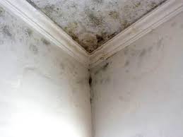 Best Environmental Consulting for Mold Prevention  in USA